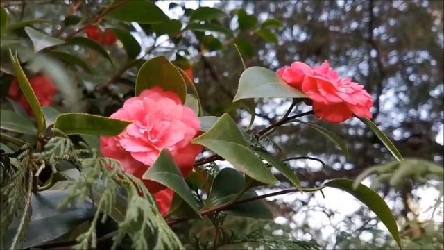 Старое фото. Стихи Ирины Фетисовой Mullerson. Музыка, гитара и исполнение Марка Фуксова. смотреть онлайн