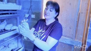 Феникс золотой.  Плюсы породы Феникс. Птенцы Феникса вес в 12 дней