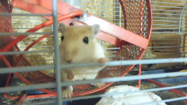 #ПЕСЧАНКИ родились мышата от сына Персюши и Афелии сестры Анаис /Монгольские песчанки редких окрасо