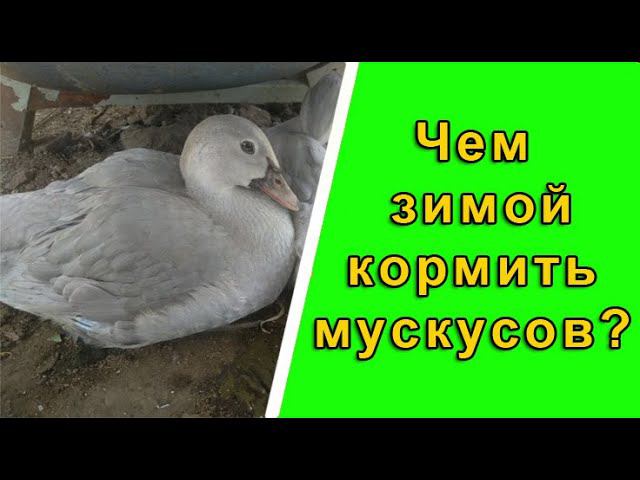 Чем кормить мускусных уток в зимний период смотреть онлайн