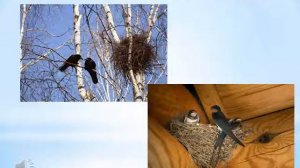 "Что такое весна?" для детей дошкольного возраста.