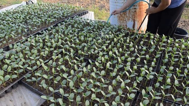 Первая подкормка рассады! Полезные советы смотреть онлайн