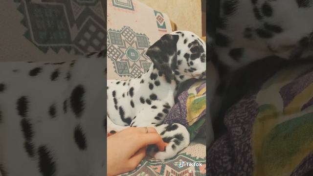 далматинец щенок Туня