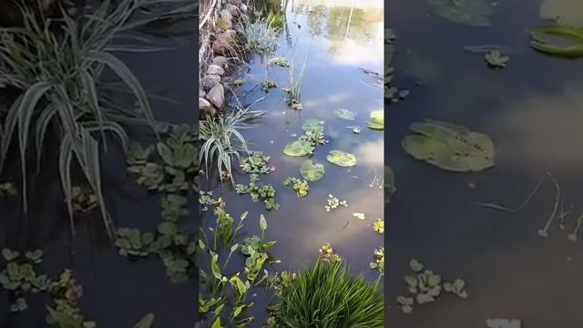 нерест карпов кои на своём участке смотреть онлайн