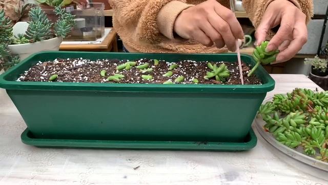 How I Care For My Sedum Rubrotinctum (Jelly Bean) смотреть онлайн