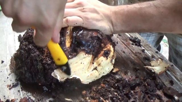 Как удалить кору с сувеля без повреждения древесины. смотреть онлайн