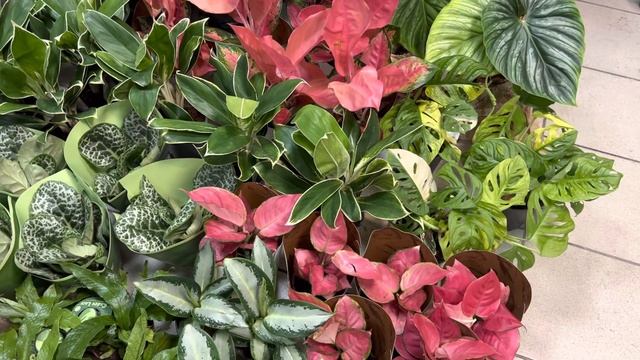 Аглаонема 10 Карат и Бронзовя Флорида! Эмеральд, Шангри Ла и много Цветочной Красоты. смотреть онлайн