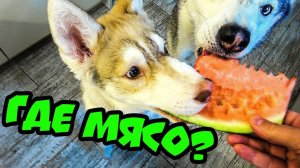 НАС КОРМЯТ КАКОЙ-ТО ФИГНЁЙ! Хаски Бублик. Говорящая собака. Alihelper