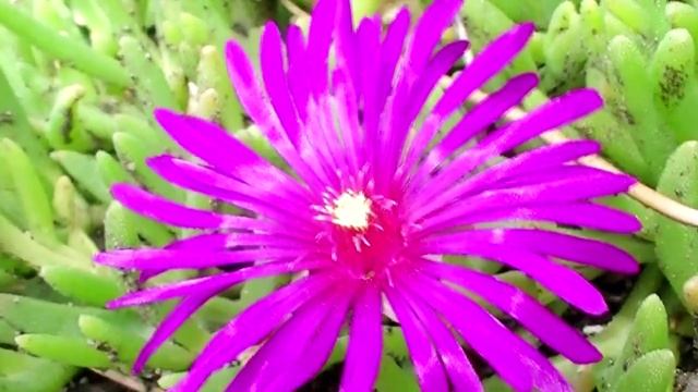 Ice Plant, Delosperma, Psychedelic Plants смотреть онлайн