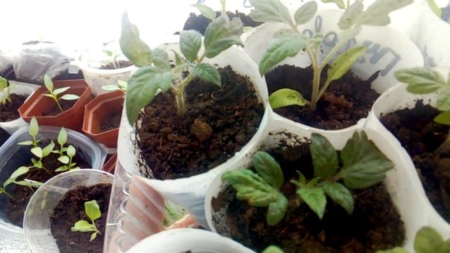 Вместо лаванды растет баклажан))) смотреть онлайн