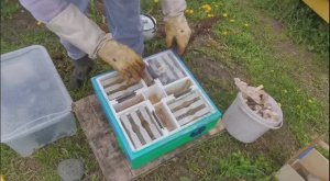 Заселение 4-х местных микронуклеусов от А до Я. Раздача маточников в броне!!!