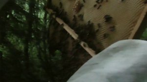 Первый рой 2022 в ловушки / роеловство 2022 / пасека в деревни