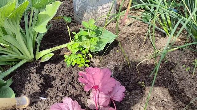 ЧЕРЕНКИ РОЗ УКОРЕНИЛИСЬ. ЧТО ДЕЛАТЬ ДАЛЬШЕ??? смотреть онлайн