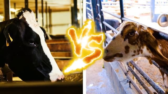When Animals Messed With The Wrong Opponent ! смотреть онлайн
