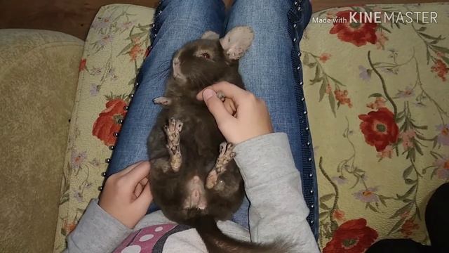 Колыбельная для шиншиллы. смотреть онлайн