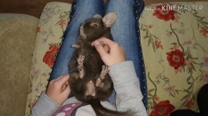 Колыбельная для шиншиллы.