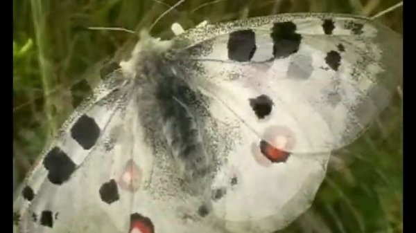 Jasoň červenooký-Parnassius apollo Mountain Apollo