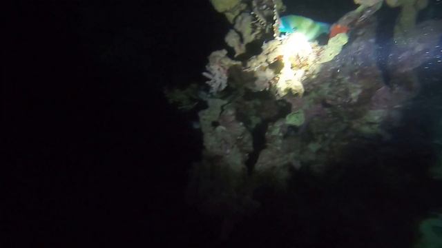 Второй день, ночной дайв. Морская лилия Лампрометра и спящая рыба-попугай смотреть онлайн