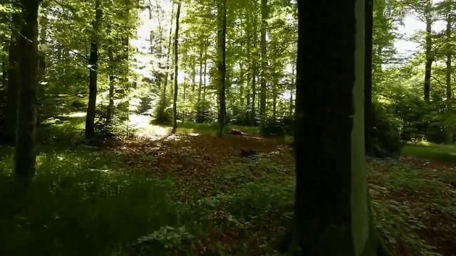 За евангельскую веру смотреть онлайн
