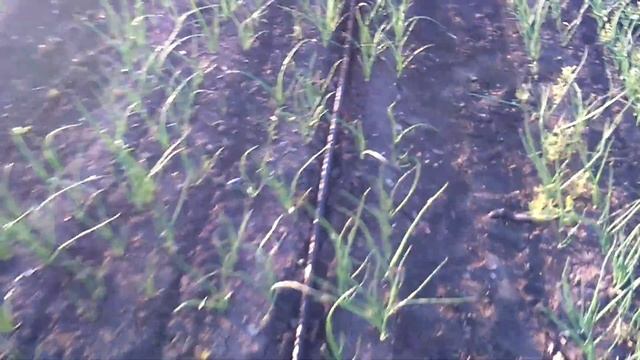 Брызгаем лук. 1л-захиснык+0.5 стимулятора роста+250грамм легенд (аналог "Энжио")+5 кг карбамида смотреть онлайн