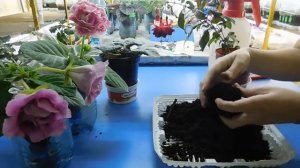 АХИМЕНЕС ПОСЛЕ ЦВЕТЕНИЯ ! КАК ХРАНИТЬ АХИМЕНЕС ЗИМОЙ !