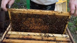 Как работает бакфаст.