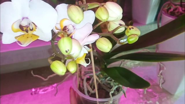 241🥀🌿Как "ДОБИТЬСЯ" ПЫШНОГО ЦВЕТЕНИЯ 😍Мой случай 😉🧚 смотреть онлайн