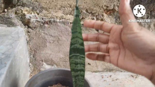 #How_to Increase Plants In Your Garden | Double Your Plants This Way | No Need To Visit #Nursery