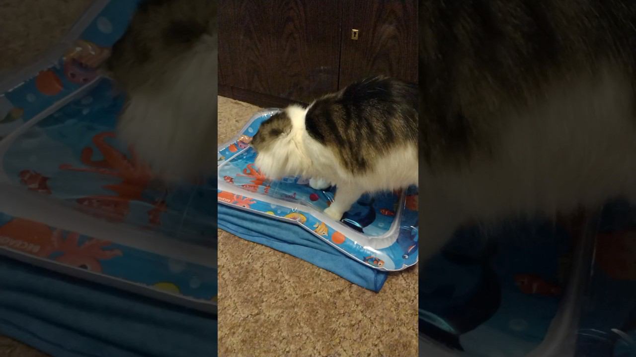 Как занять кота надолго. Детский 