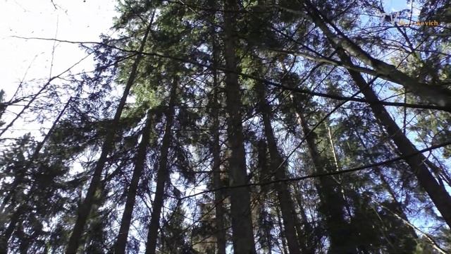 Жареное сало с луком и яйцом в лесу на костре ? смотреть онлайн