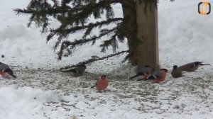 Снегири видео для детей