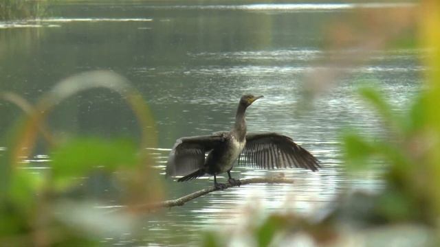 Большой баклан, Jūras krauklis, Phalacrocorax carbo смотреть онлайн