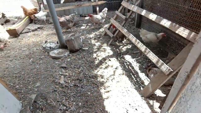 Привела котел в порядок😊 Какая температура воды💧 Старушки еще несутся🐔Арбузики пока целы 🍉 Свой смотреть онлайн