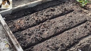 Как сажать семенами однолетние Флоксы Друммонда в открытый грунт весной