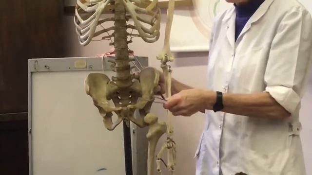 СОЕДИНЕНИЯ ТАЗА ТАЗ В ЦЕЛОМ смотреть онлайн