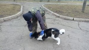 Дрессировка щенка американской Акиты