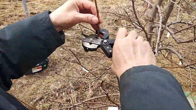 Прививка груши черенком. смотреть онлайн