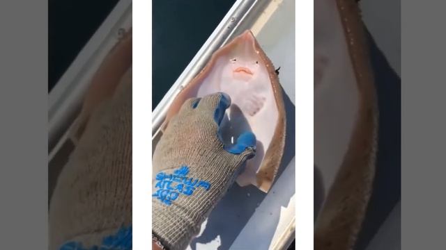 ТЕПЕРЬ ВЫ ВИДЕЛИ, КАК ЩЕКОЧУТ СКАТА☺️ смотреть онлайн