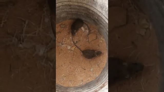 Драка крыс смотреть онлайн