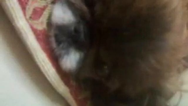 Моя девочка.. :) смотреть онлайн