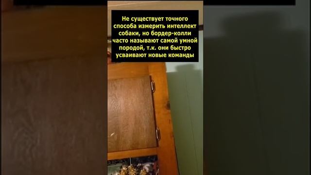 Какая порода собак самая умная смотреть онлайн