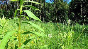 Звонкое пение птиц в лесу. Звуки природы. Видео для отдыха.
