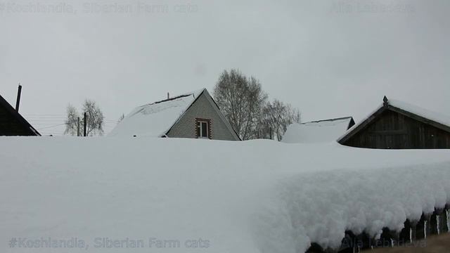 Snowfall, March Снегопад 25 и 26 марта 2018 Winter in #Koshlandia Зима в Кошляндии Siberian #cats смотреть онлайн