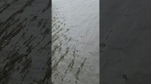 ПРИМАНКА НА ОКУНЯ