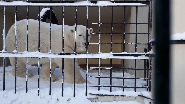 КАЗАНСКИЙ ЗООПАРК ЗИМОЙ 2019 26.01.19 смотреть онлайн