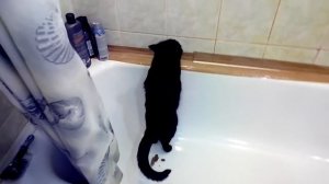 Кошка оригинально какает