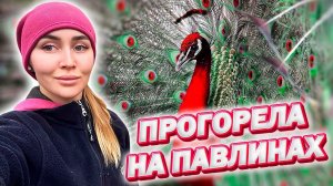 Вот это Ферма: Павлины, свиньи! Деревенская жизнь!