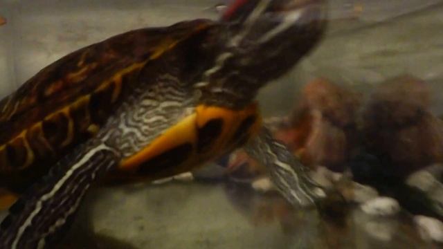 Наша черепаха ест сухой корм смотреть онлайн