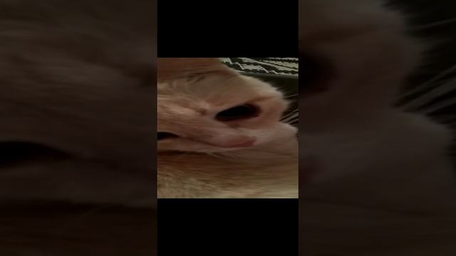 VID-20230123-WA0014.mp4 смотреть онлайн