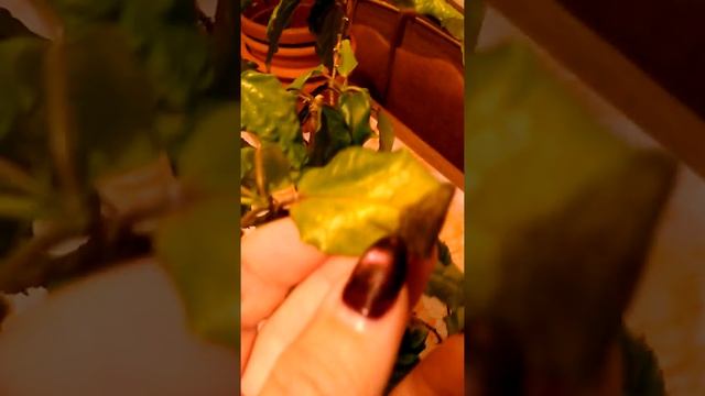 Гибискус Купера (кот в мешке).... смотреть онлайн